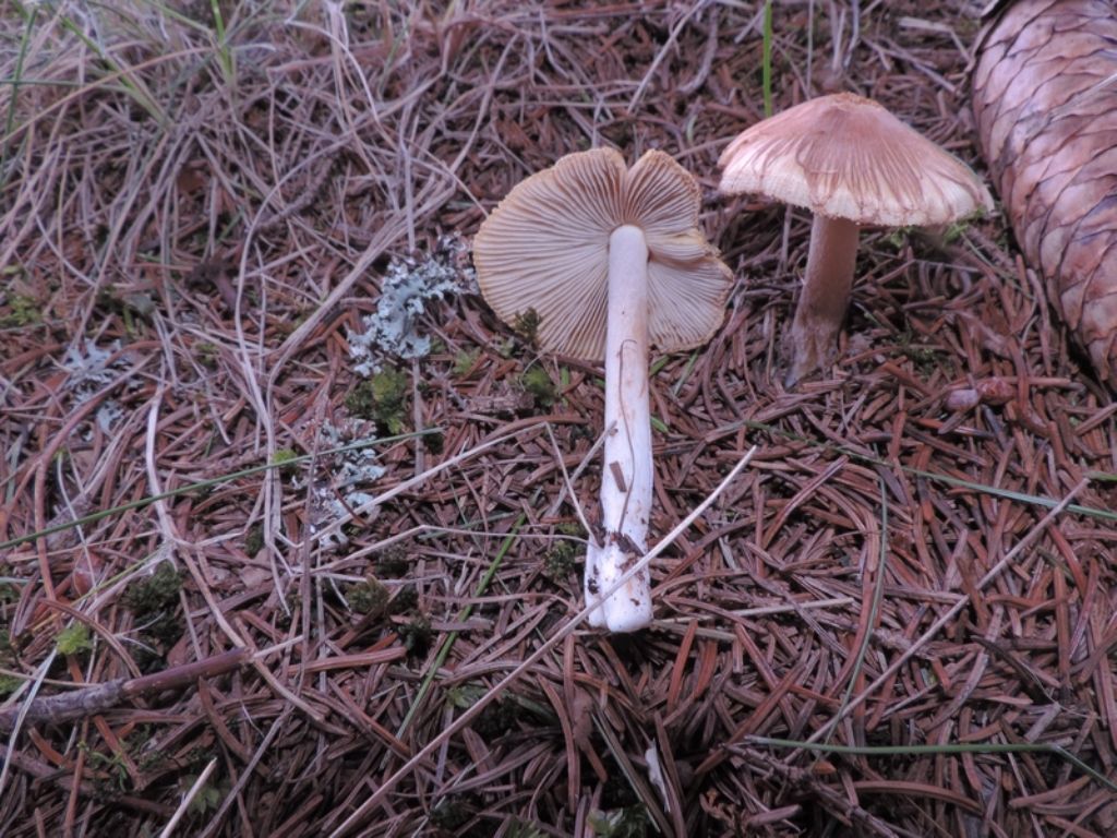 Inocybe da id.